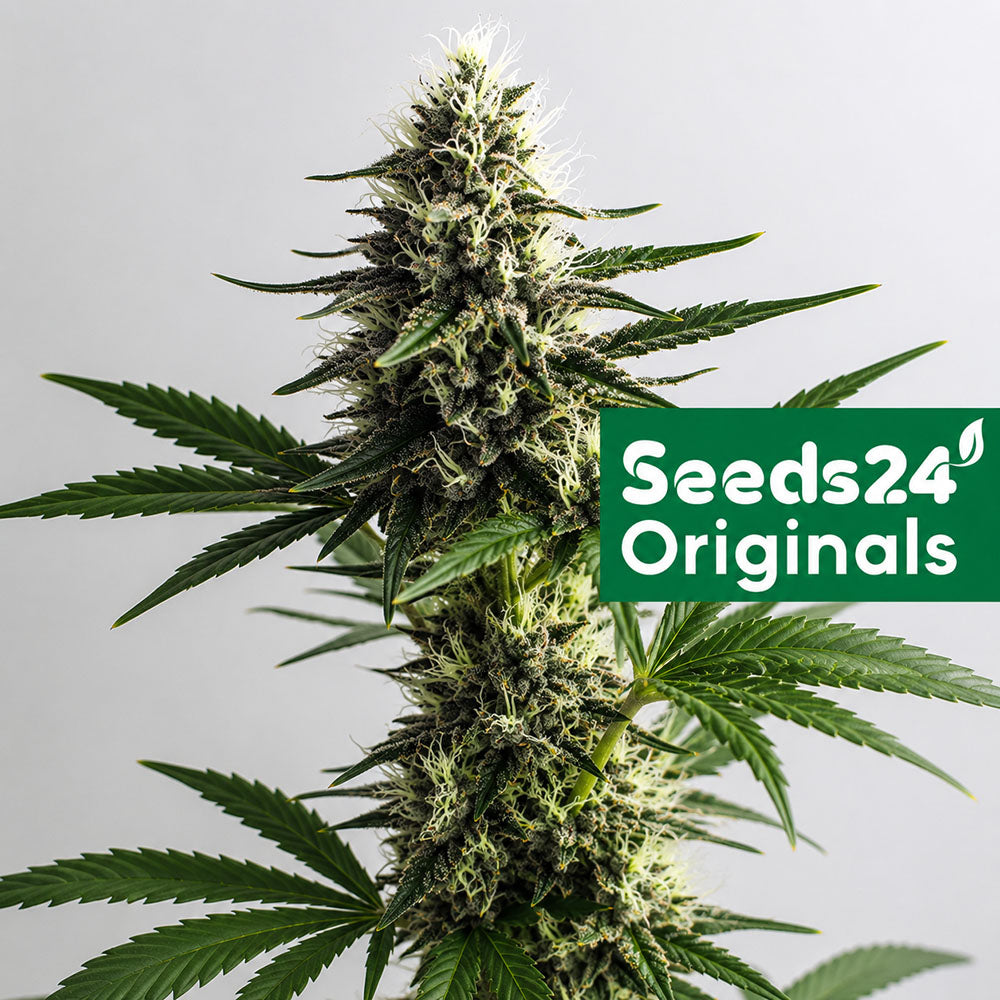 Seeds24 NYC Diesel Cannabis Blüte 