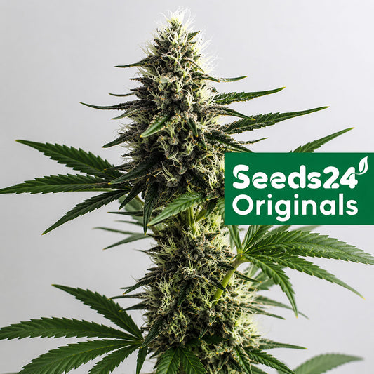 Seeds24 NYC Diesel Cannabis Blüte 