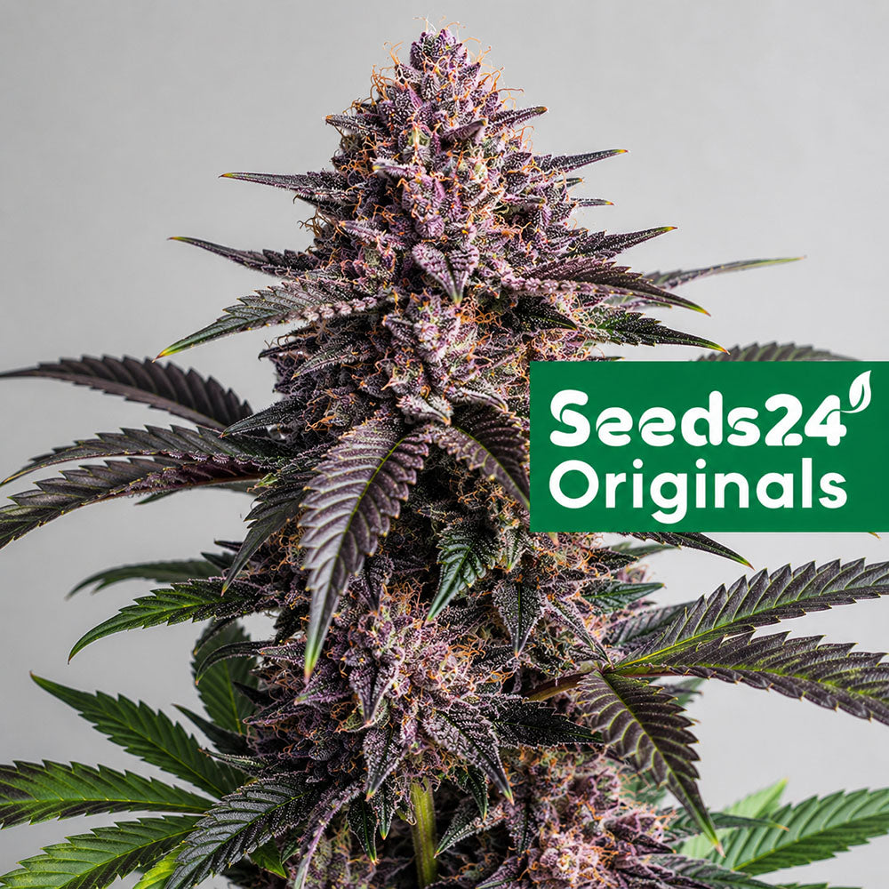 Seeds24 Purple Punch F1 Cannabis Blüte 