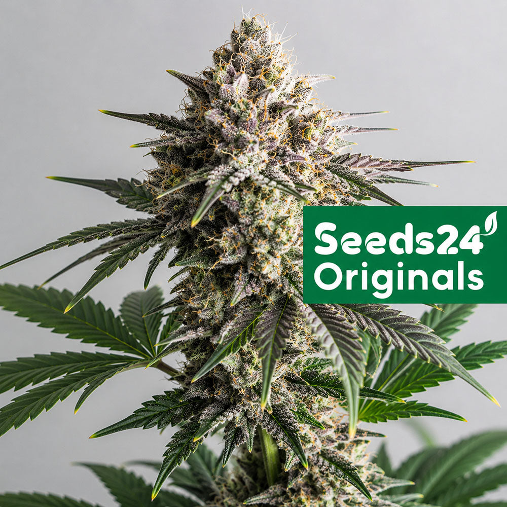Seeds24 RS11 x Apple Fritter Cannabis Blüte 