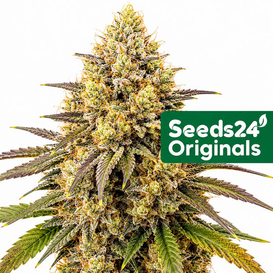 Seeds24 Mimosa Cake Auto Cannabis Blüte