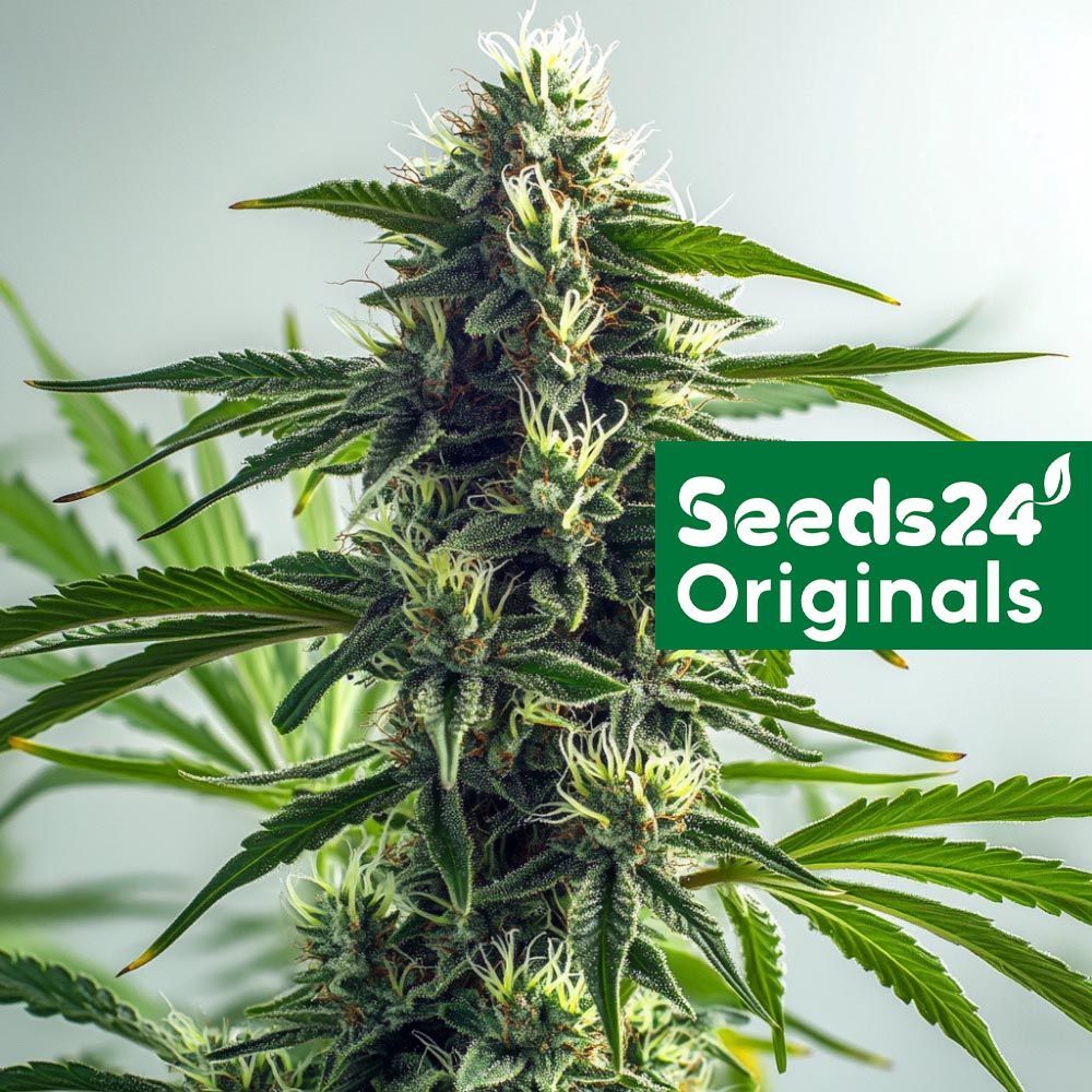 Seeds24 Skunk No.1 Auto Cannabis Blüte
