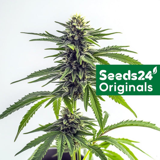 Seeds24 Sour Mac F1 Cannabis Blüte