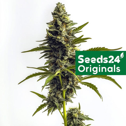 Seeds -24 Super lemon Haze Cannabis Blüte