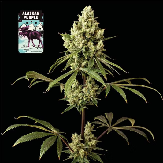 Alaskan Purple feminisierte Cannabissamen