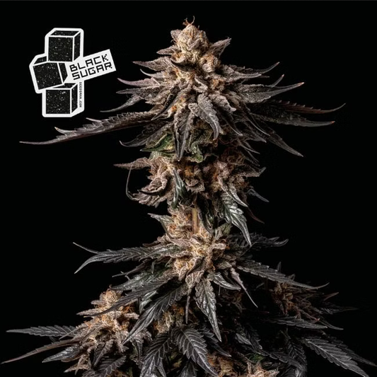 Black Sugar feminisierte Cannabissamen