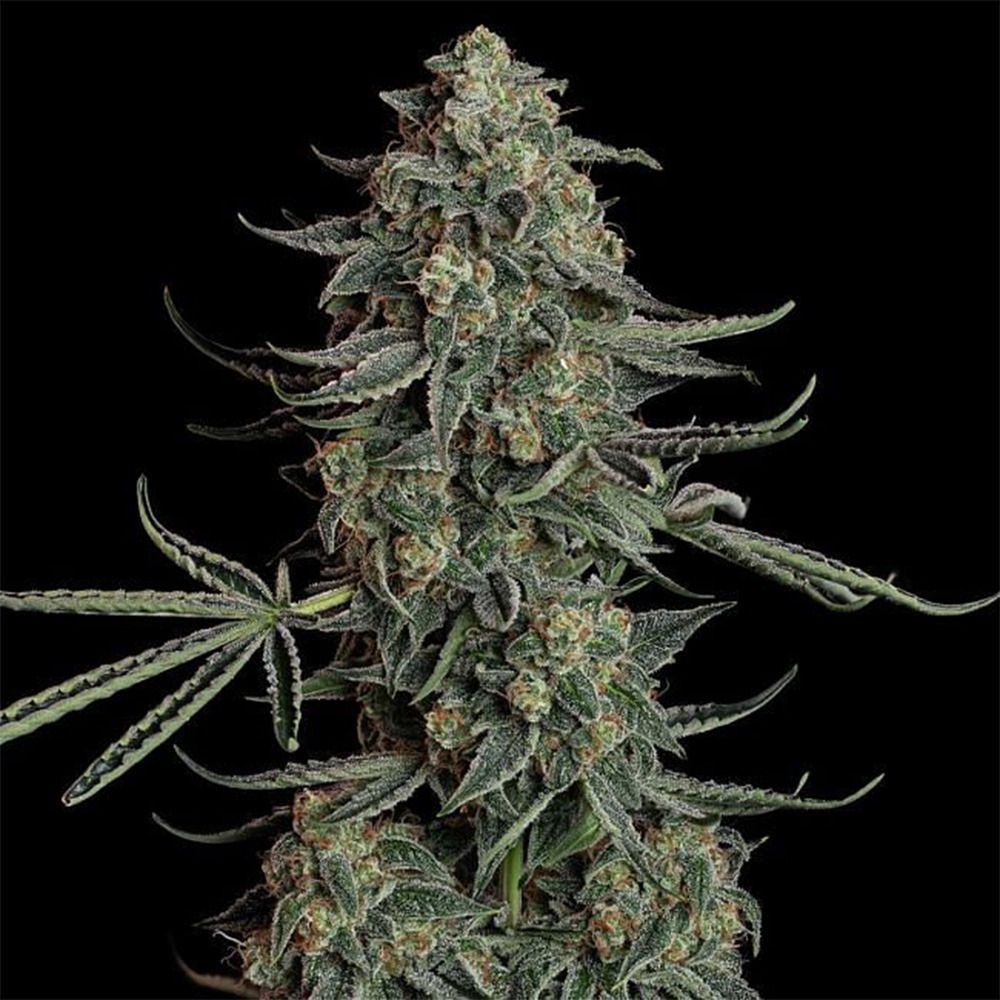 Seedsman Seeds Blue Dream Automatic Hanfsamen Cannabisblüte