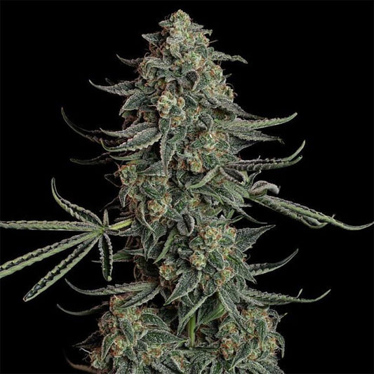 Seedsman Seeds Blue Dream Automatic Hanfsamen Cannabisblüte