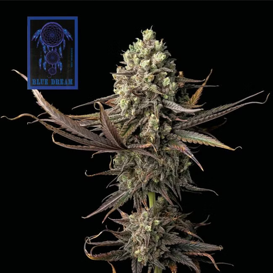 Blue Dream feminisierte Cannabissamen