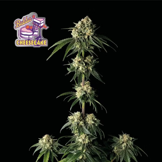 Bubba Cheesecake feminisierte Cannabissamen