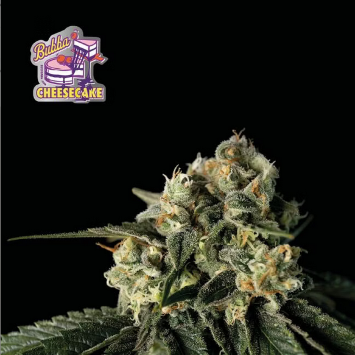 Seedsman Bubba Cheesecake Feminisierte Hanfsamen 
