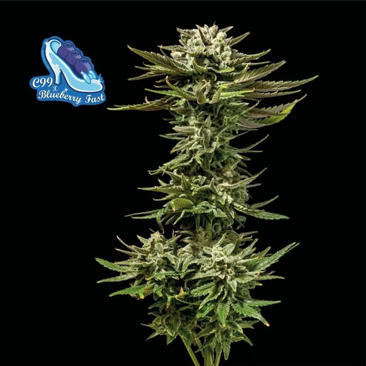 C99 x Blueberry FAST feminisierte Cannabissamen
