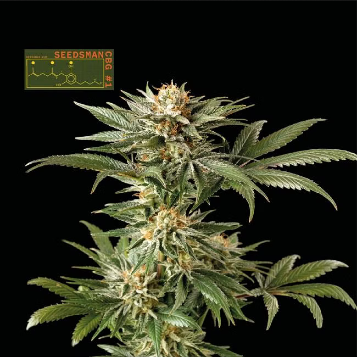Seedsman Blue Dream Feminisierte Hanfsamen 