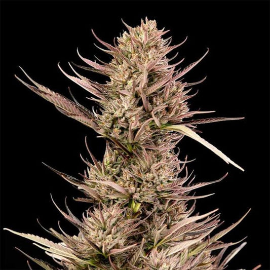 Seedsman Seeds Garlic Muffin F1 Automatic Hanfsamen Cannabisblüte
