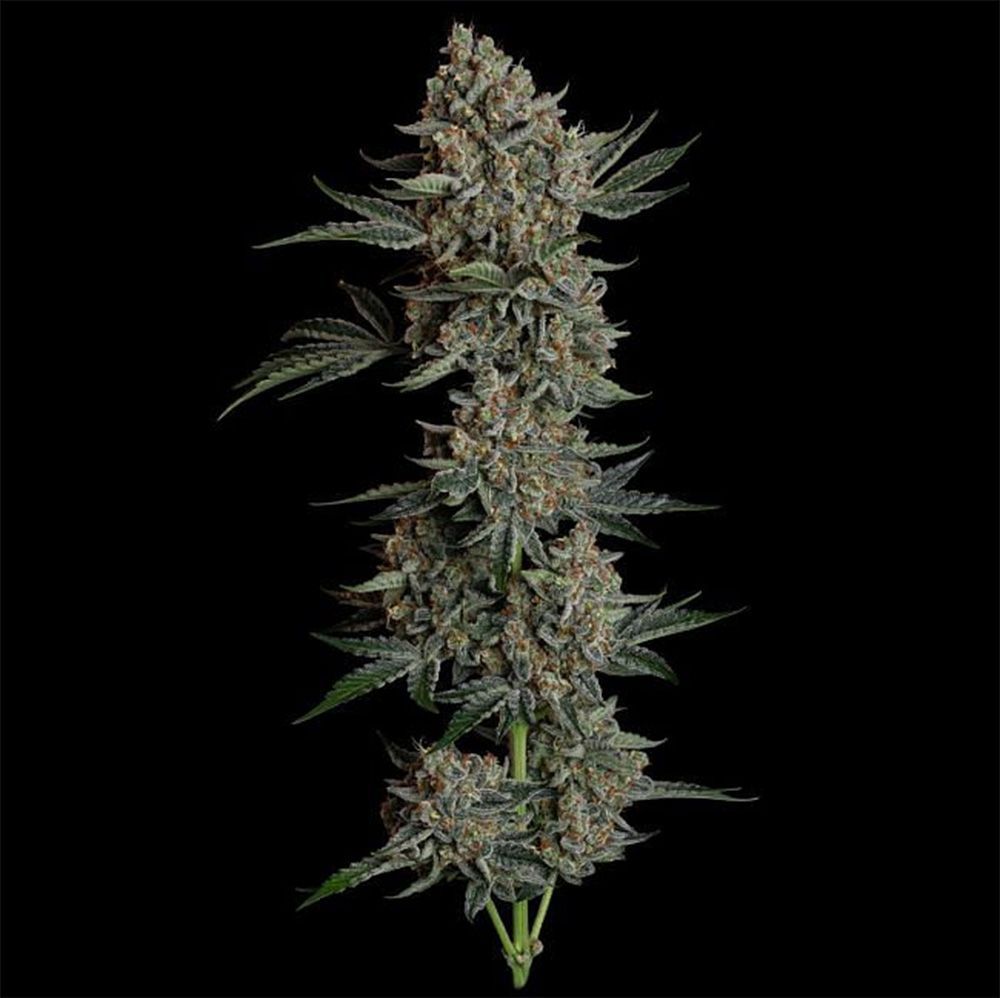 Seedsman Seeds Gelato 41 BX Automatic Hanfsamen Cannabisblüte