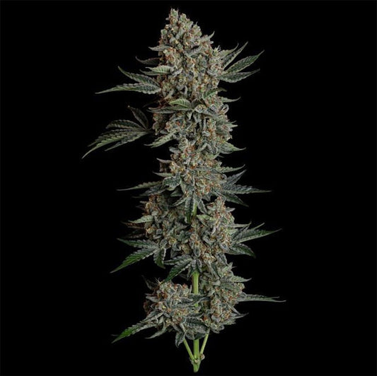 Seedsman Seeds Gelato 41 BX Automatic Hanfsamen Cannabisblüte
