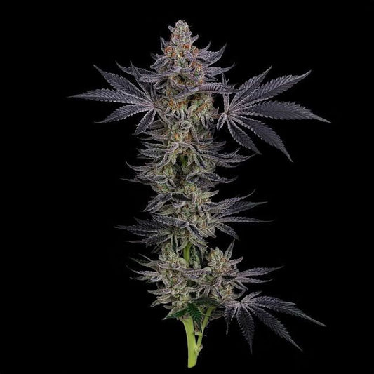 Seedsman Gorilla Runtz Cannabis Blüte