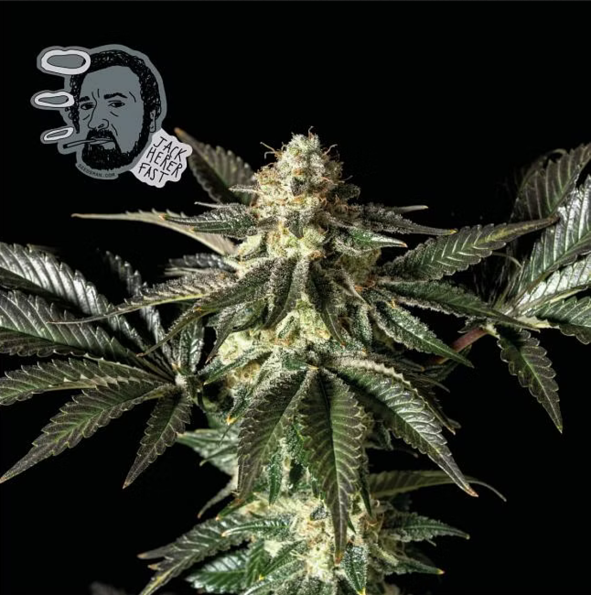 Jack Herer FAST feminisierte Cannabissamen