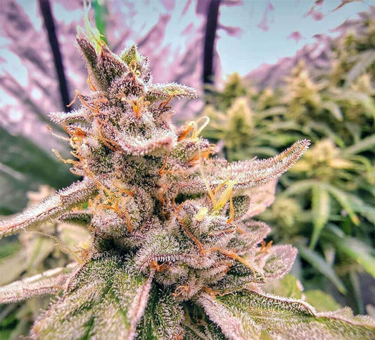 Seedsman Seeds Pineapple OG Automatic Hanfsamen Cannabisblüte