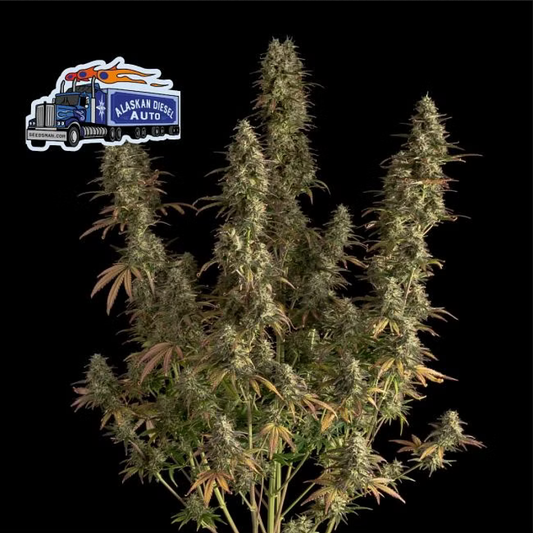 Alaskan Diesel Automatic Cannabissamen