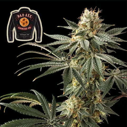 Badazz Cookies OG feminisierte Cannabissamen