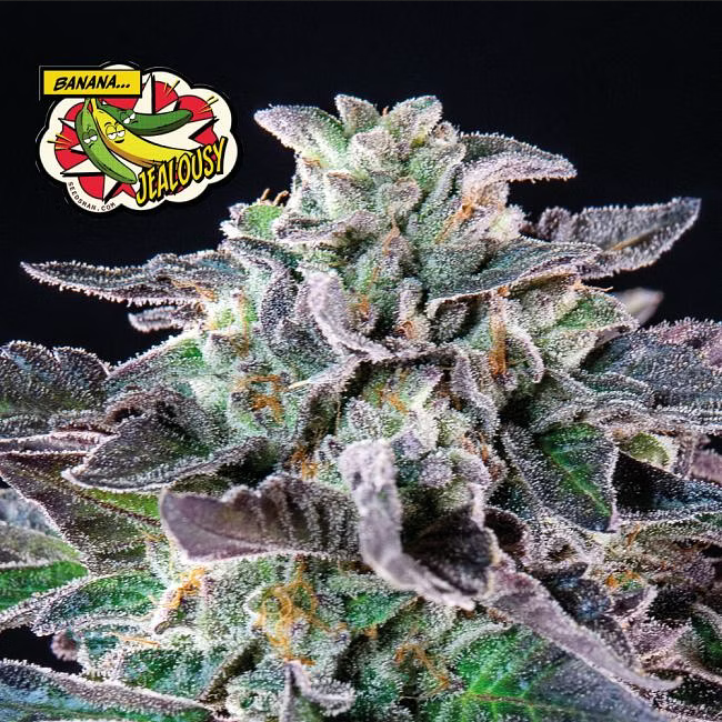 Seedsman Seeds Banana Jealousy Feminisierte Hanfsamen 