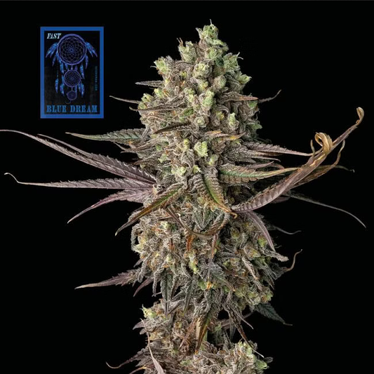 Blue Dream FAST feminisierte Cannabissamen