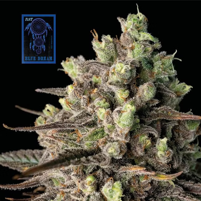 Seedsman Seeds Blue Dream FAST Feminisierte Hanfsamen 