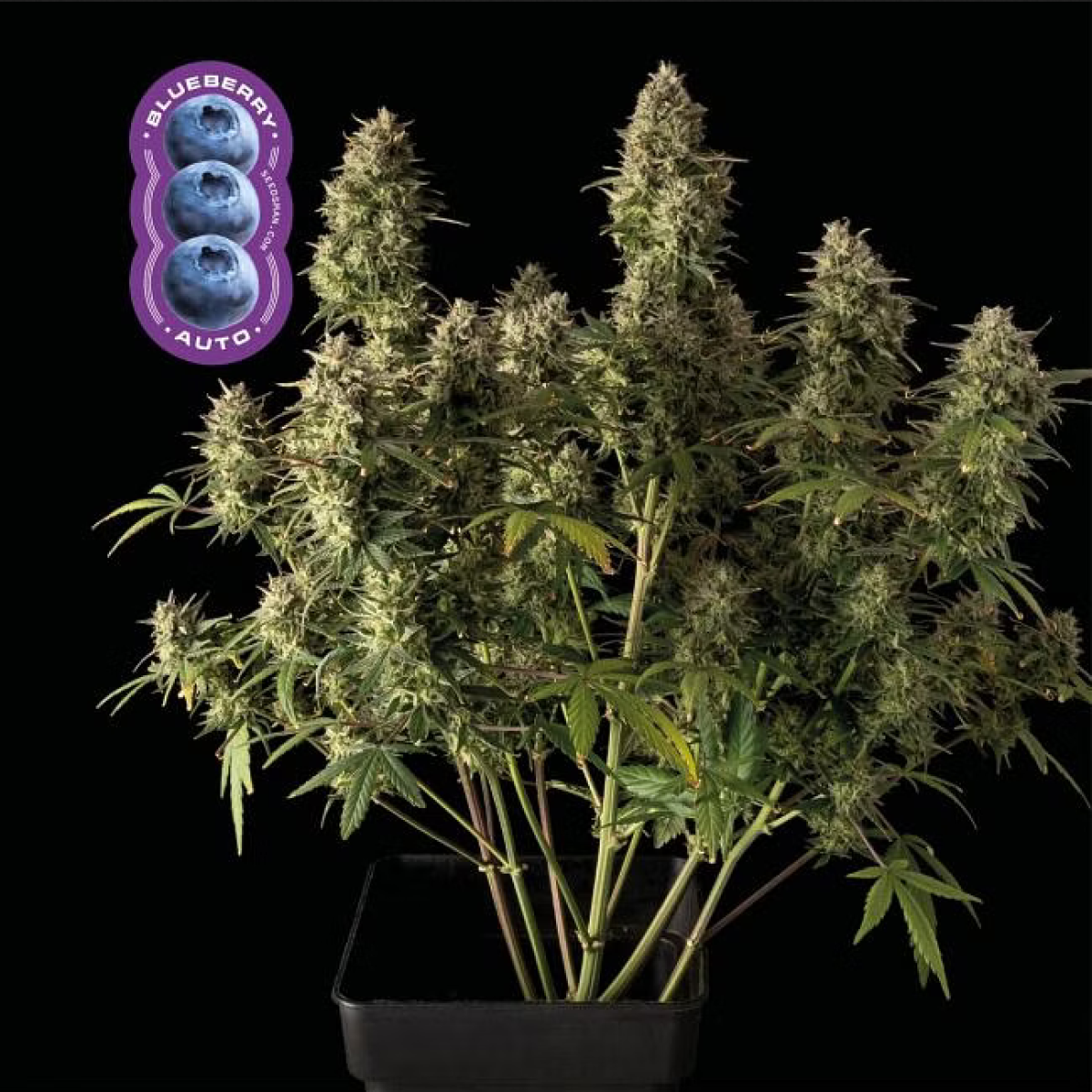 Blueberry Automatic Cannabissamen