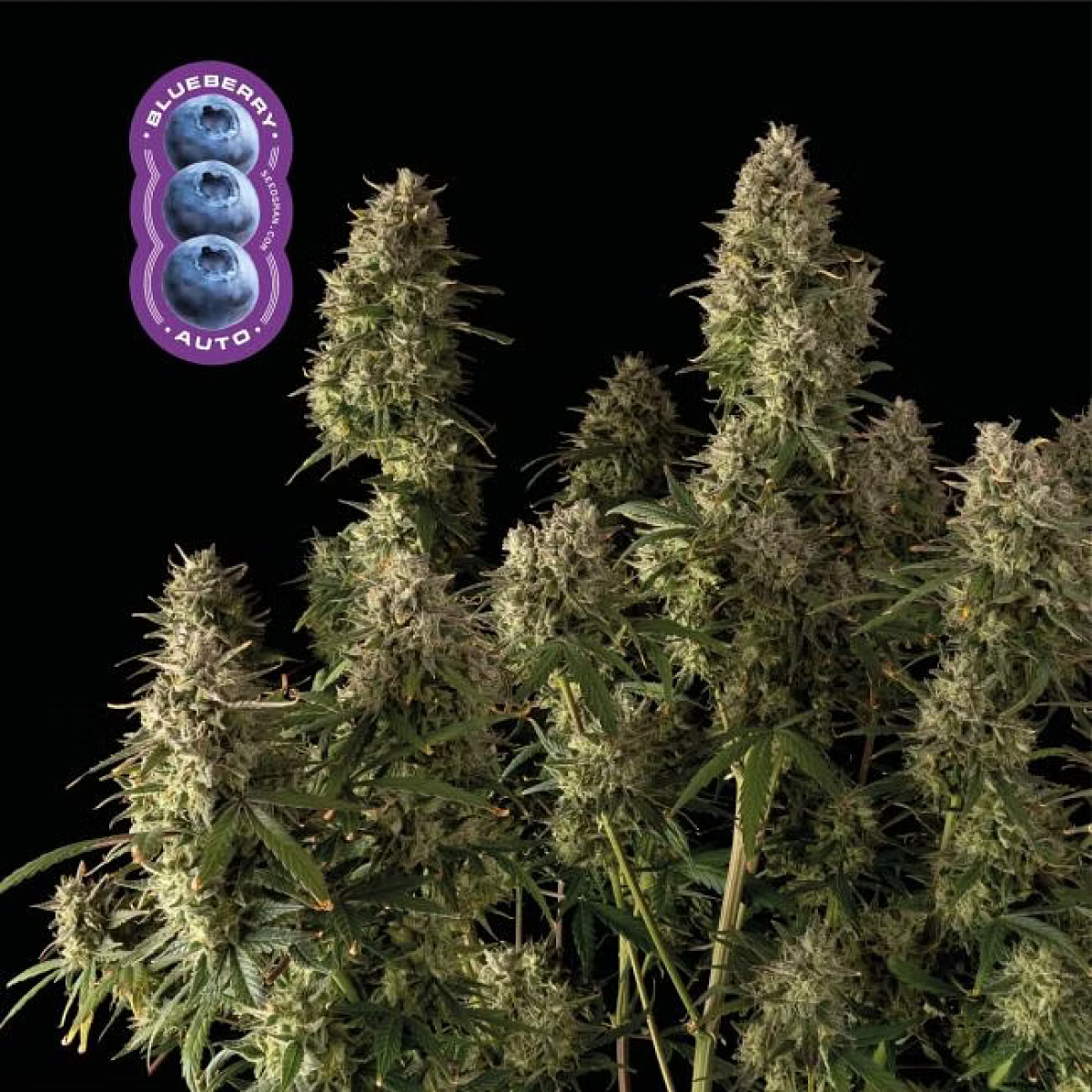 Seedsman Seeds Blueberry Automatic Hanfsamen 