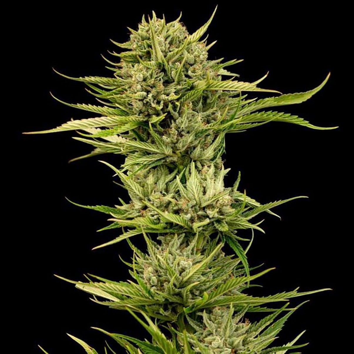 Seedsman Seeds Blueberry Pie F1 Fast Feminisierte Hanfsamen