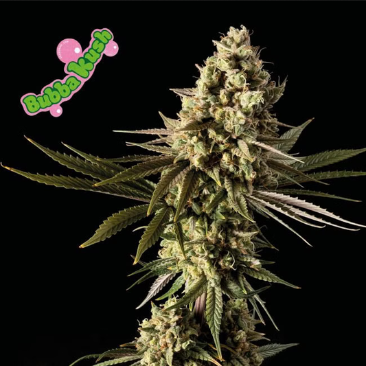 Bubba Kush feminisierte Cannabissamen