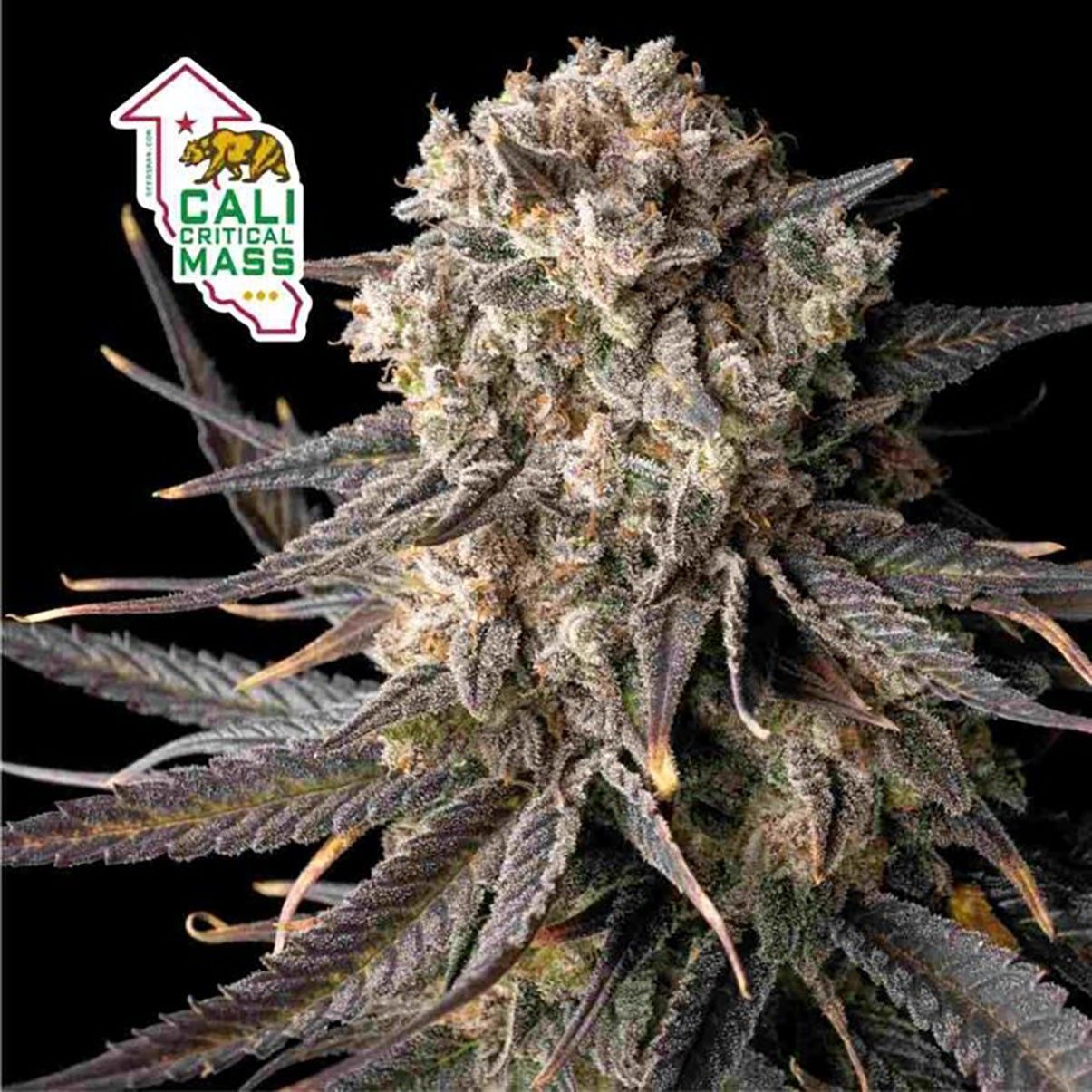 Seedsman Seeds Cali Critical Mass Fast Feminisierte Hanfsamen