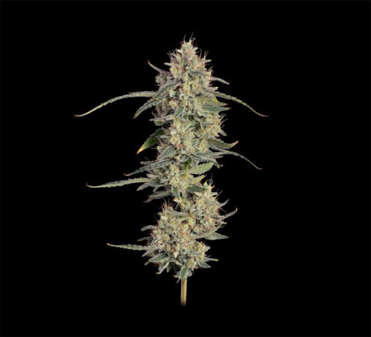 Seedsman Seeds Chem Cookies Automatic Hanfsamen Blüte