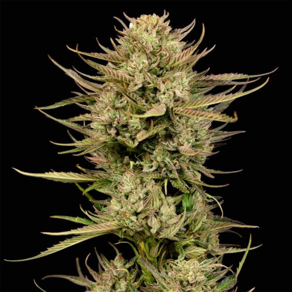 Seedsman Seeds Cherry Punch F1 Feminisierte Hanfsamen Blüte