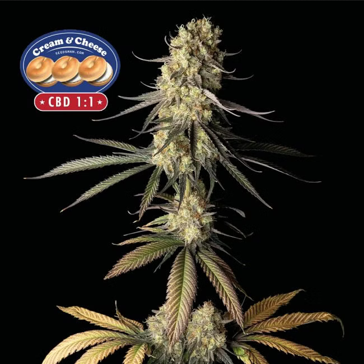 Cream & Cheese CBD 1:1 feminisierte Cannabissamen