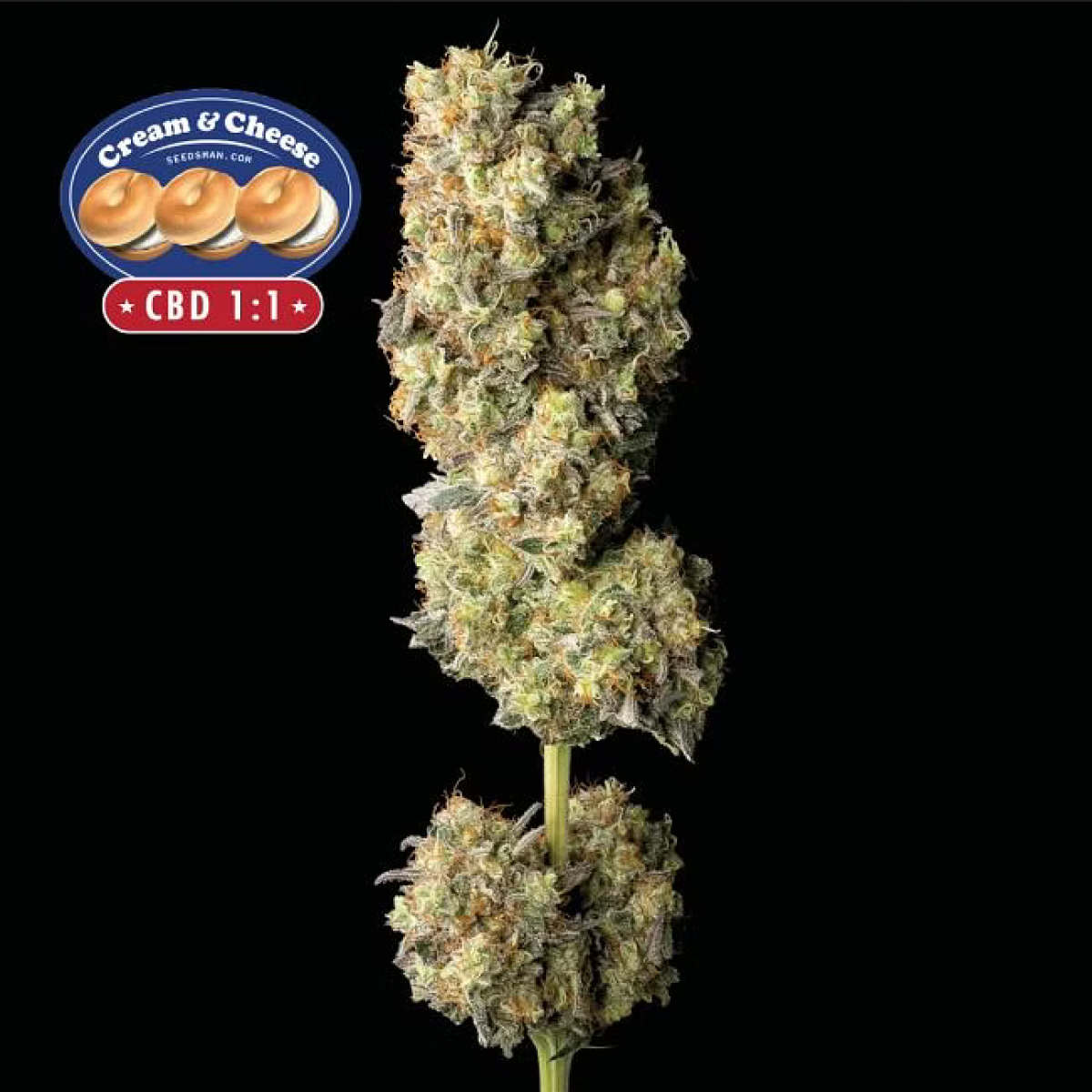 Seedsman Seeds Cream and Ceese  CBD Feminisierte Hanfsamen 