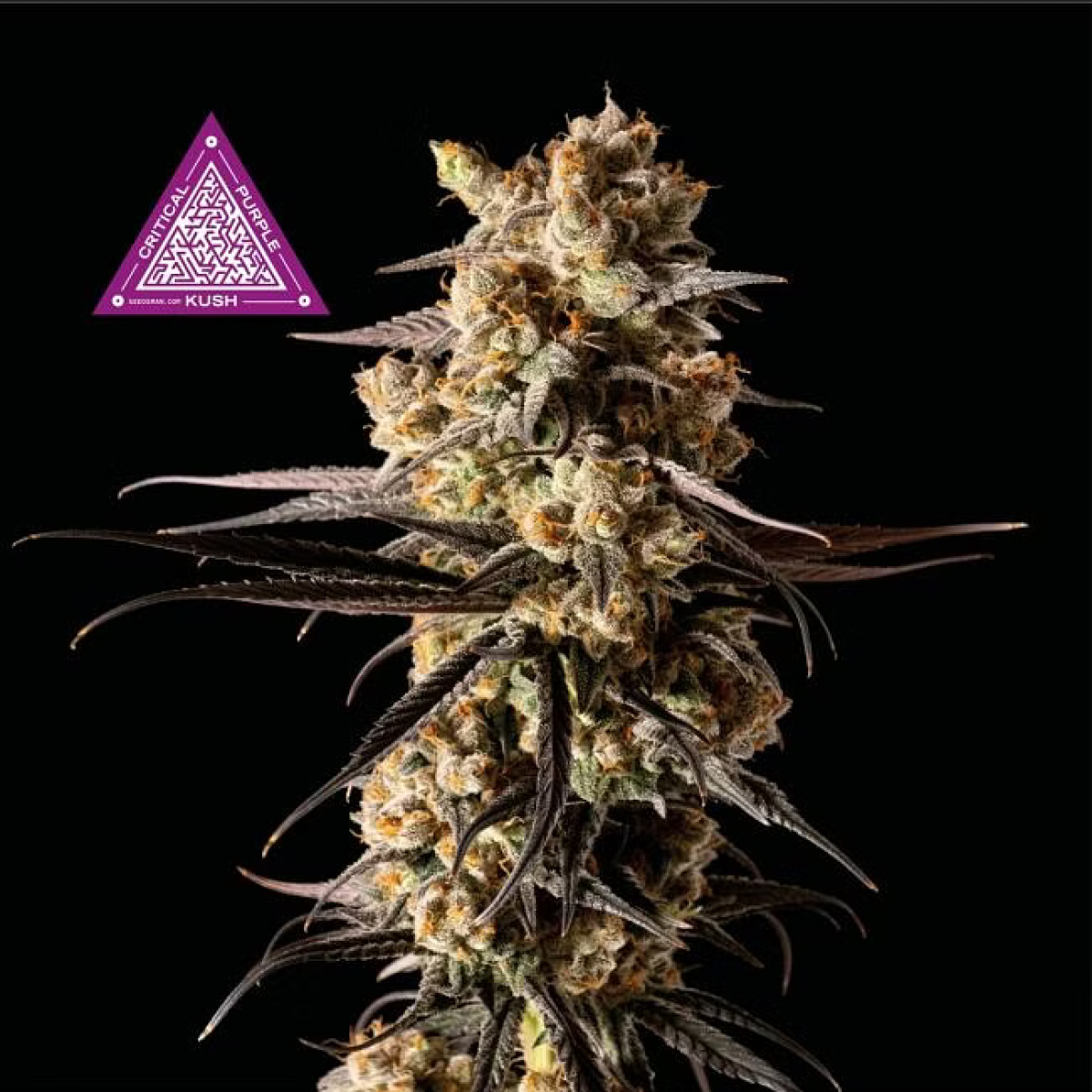 Critical Purple Kush feminisierte Cannabissamen