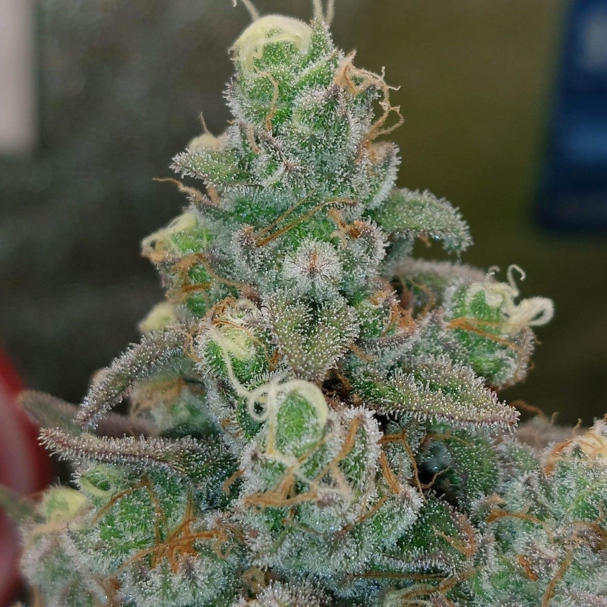 Seedsman Seeds Critical Purple Kush Feminisierte Hanfsamen 