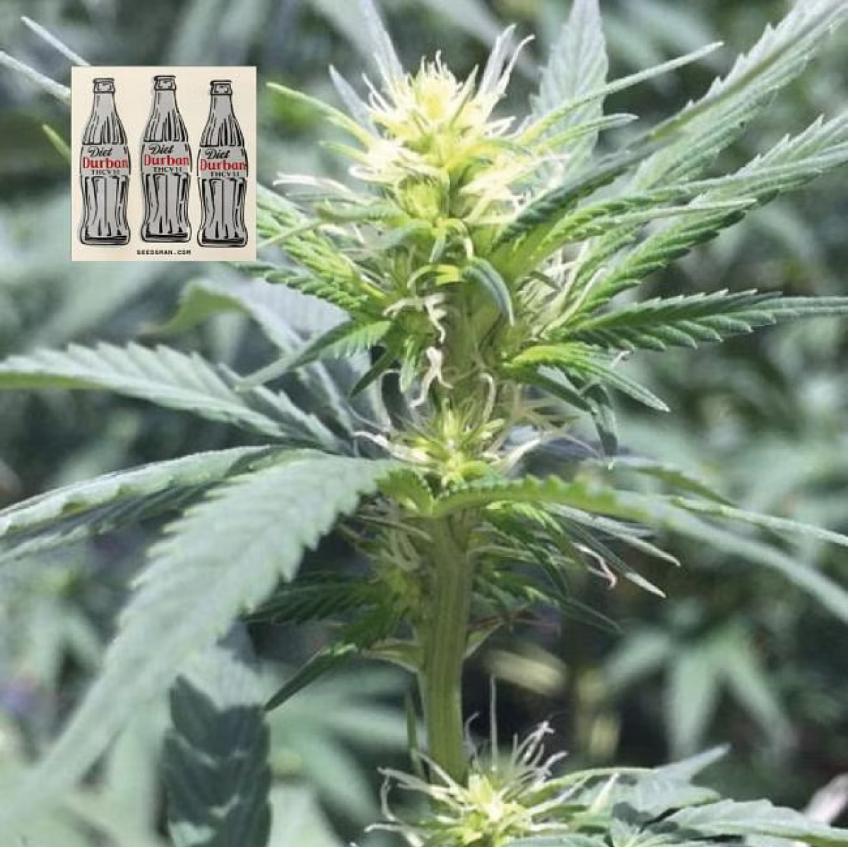 Diet Durban THCV 1:1 feminisierte Cannabissamen