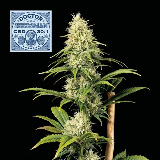 Doctor Seedsman CBD 30:1 feminisierte Cannabissamen