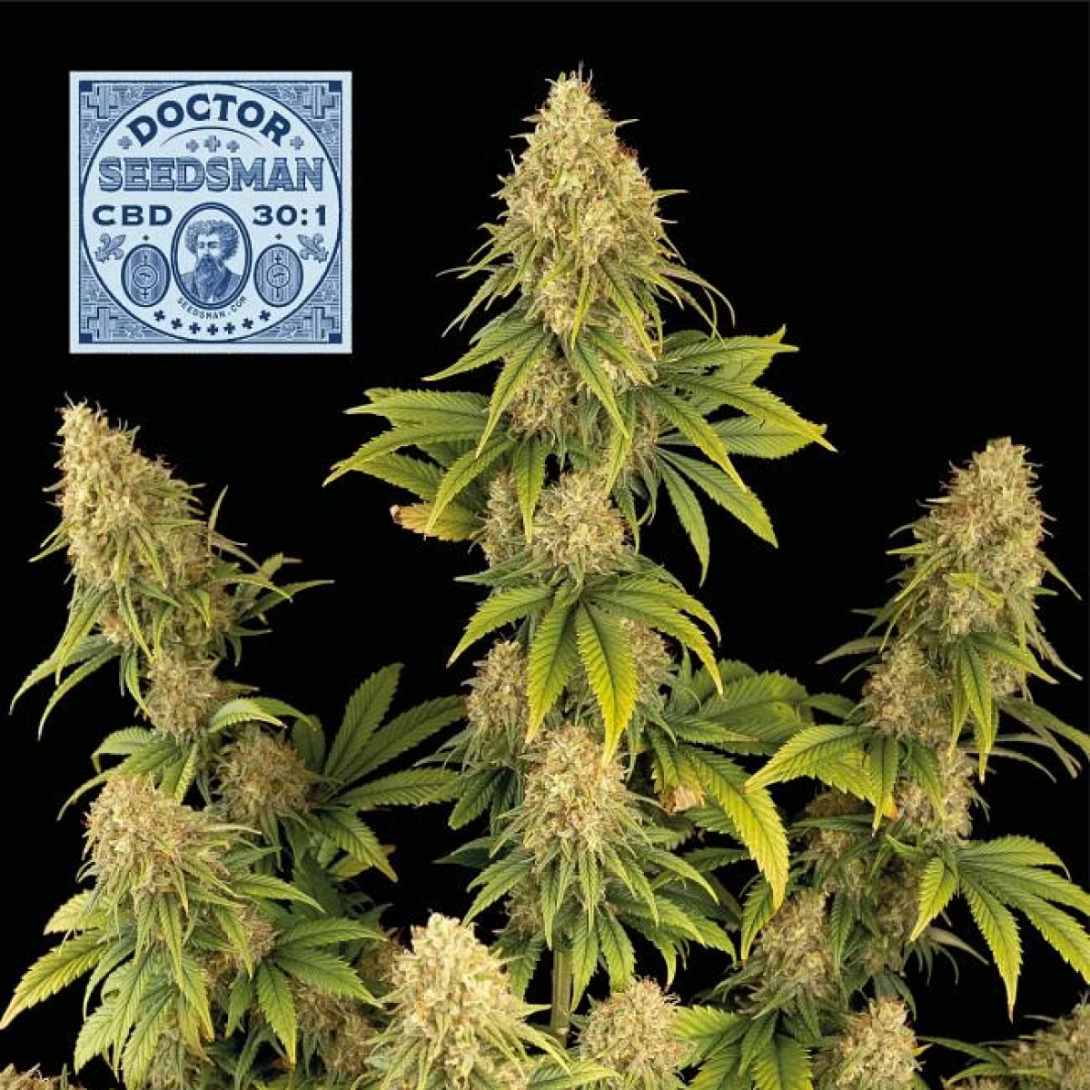 Seedsman Seeds Doctor Seedsman CBD Feminisierte Hanfsamen