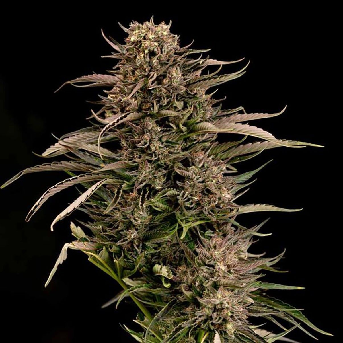 Seedsman Seeds Fatso GMO F1 Automatic Hanfsamen