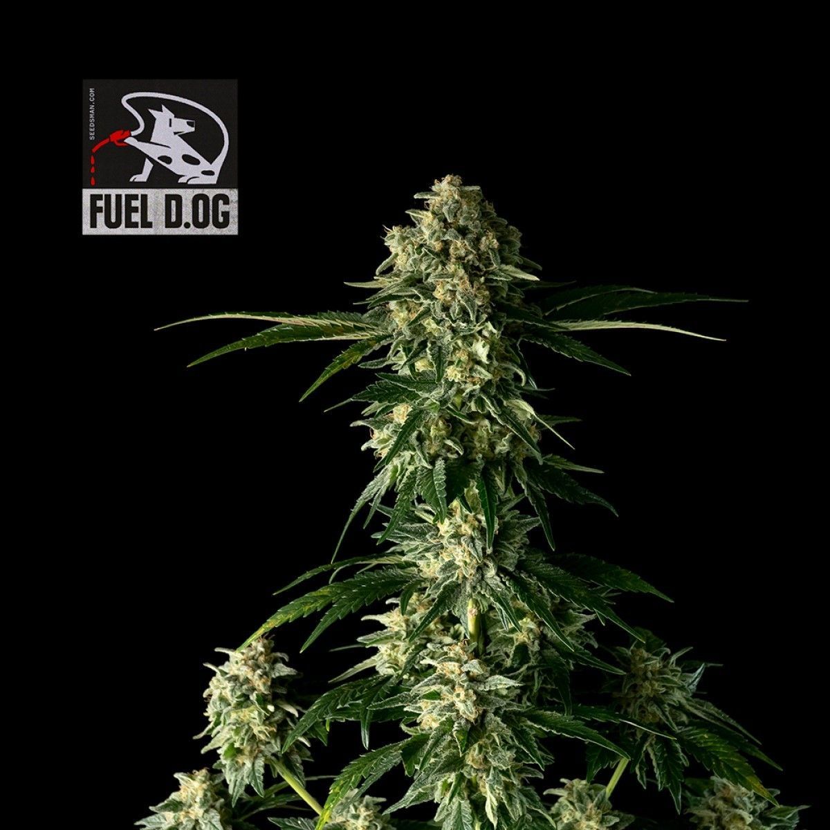Fuel D.OG feminisierte Cannabissamen