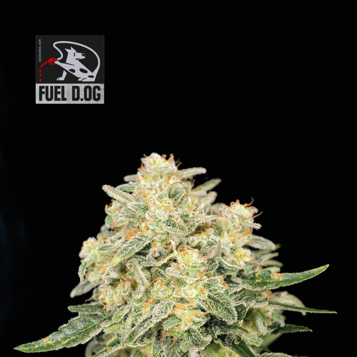 Seedsman Seeds Fuel D.OG Feminisierte Hanfsamen 