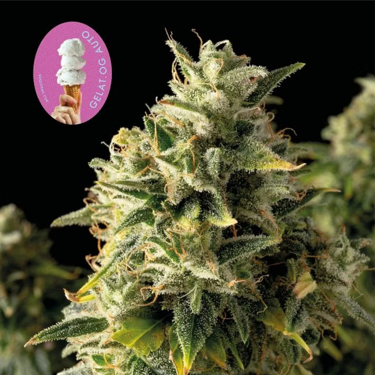 Seedsman Seeds Gelat.OG Automatic Hanfsamen 