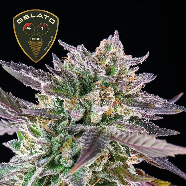 Seedsman Seeds Gelato 41 BX Feminisierte Hanfsamen 