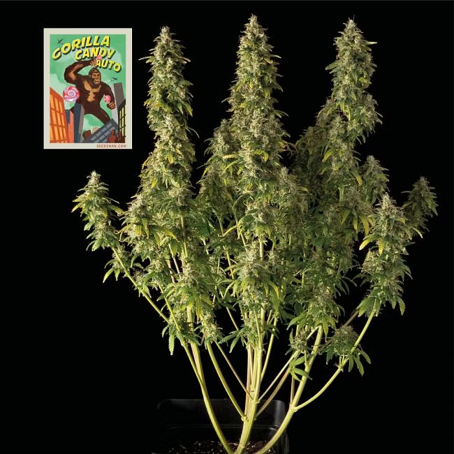 Gorilla Candy Automatic Cannabissamen