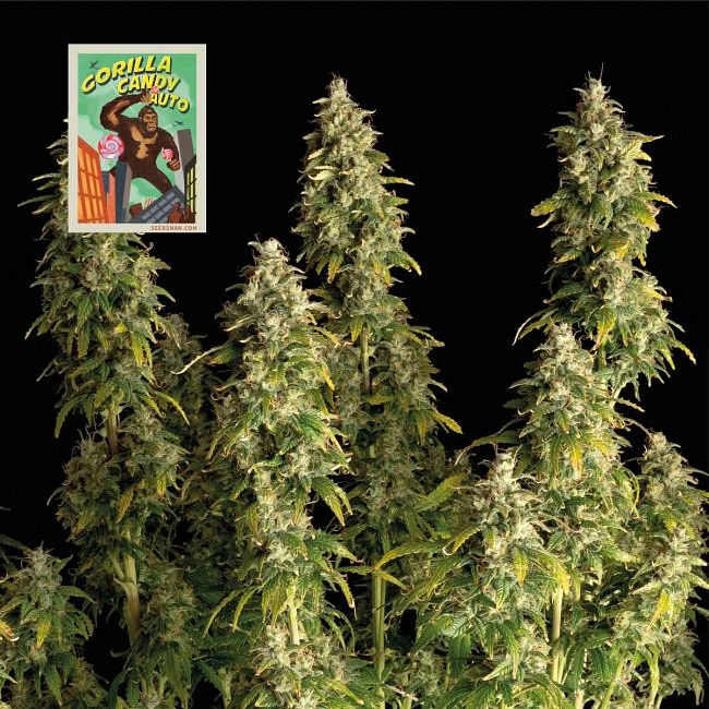 Seedsman Seeds Gorilla Candy Automatc Hanfsamen