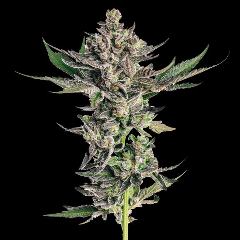 Grapes & Cream feminisierte Cannabissamen